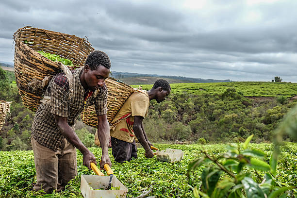 Farmers in Tanzania
